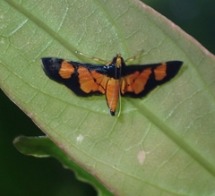 Aethaloessa