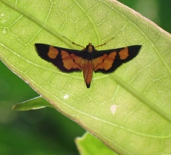 Aethaloessa