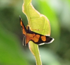 Aethaloessa