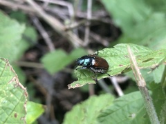 Phyllopertha horticola