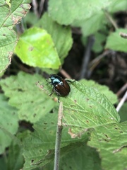 Phyllopertha horticola