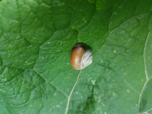 Kentish Nun Snail, Weesp, Dammerweg/Spiegelweg, 1383 HT Weesp, Nederland, photo 10 of 10