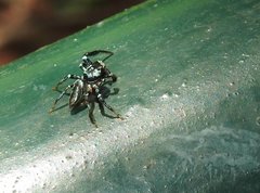 Thiania bhamoensis