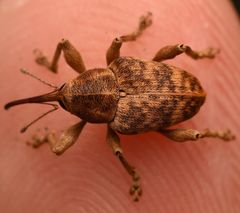 Curculio venosus