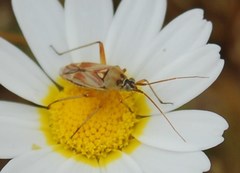 Calocoris roseomaculatus