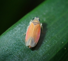 Evacanthinae