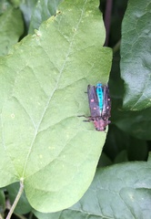 Chrysobothris affinis