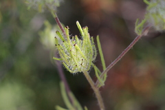 Cordylanthus rigidus