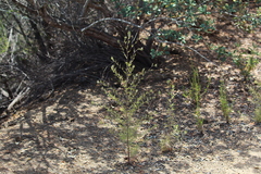 Cordylanthus rigidus