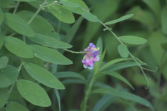 Lathyrus venosus