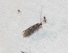 Annulipalpia