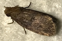 Acrolophus texanella