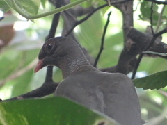 Patagioenas corensis