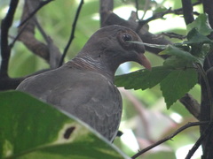 Patagioenas corensis