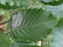 Phyllonorycter esperella