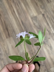 Richardia grandiflora