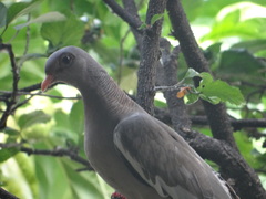 Patagioenas corensis