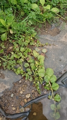 Lysimachia nummularia