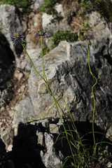 Phyteuma scheuchzeri