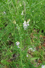 Vicia biennis