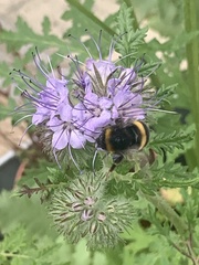 Bombus