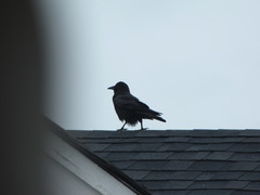 Corvus brachyrhynchos caurinus