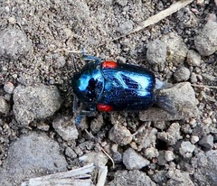 Saxinis saucia