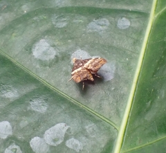 Choreutis argoxantha
