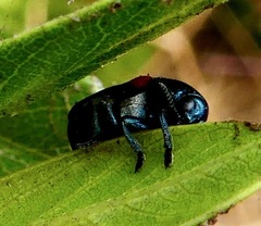 Saxinis saucia