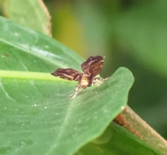 Choreutis argoxantha