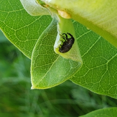 Rhyssomatus lineaticollis