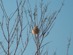 Curruca deserti