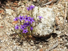 Campanula lusitanica