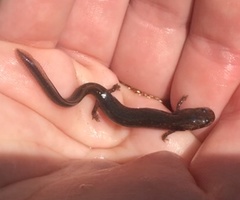 Eurycea multiplicata