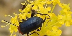 Heliotaurus ruficollis