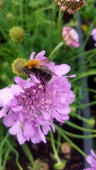 Bombus hypnorum
