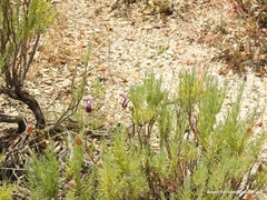 Lavandula pedunculata