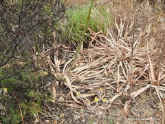 Asphodelus serotinus