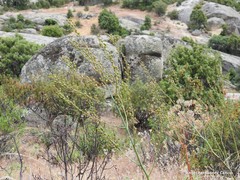 Asphodelus serotinus