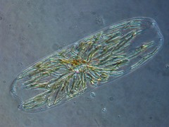 Membraneis challengeri