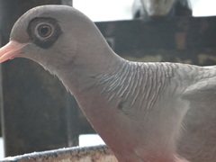 Patagioenas corensis
