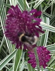 Bombus bohemicus