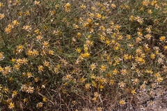 Genista umbellata