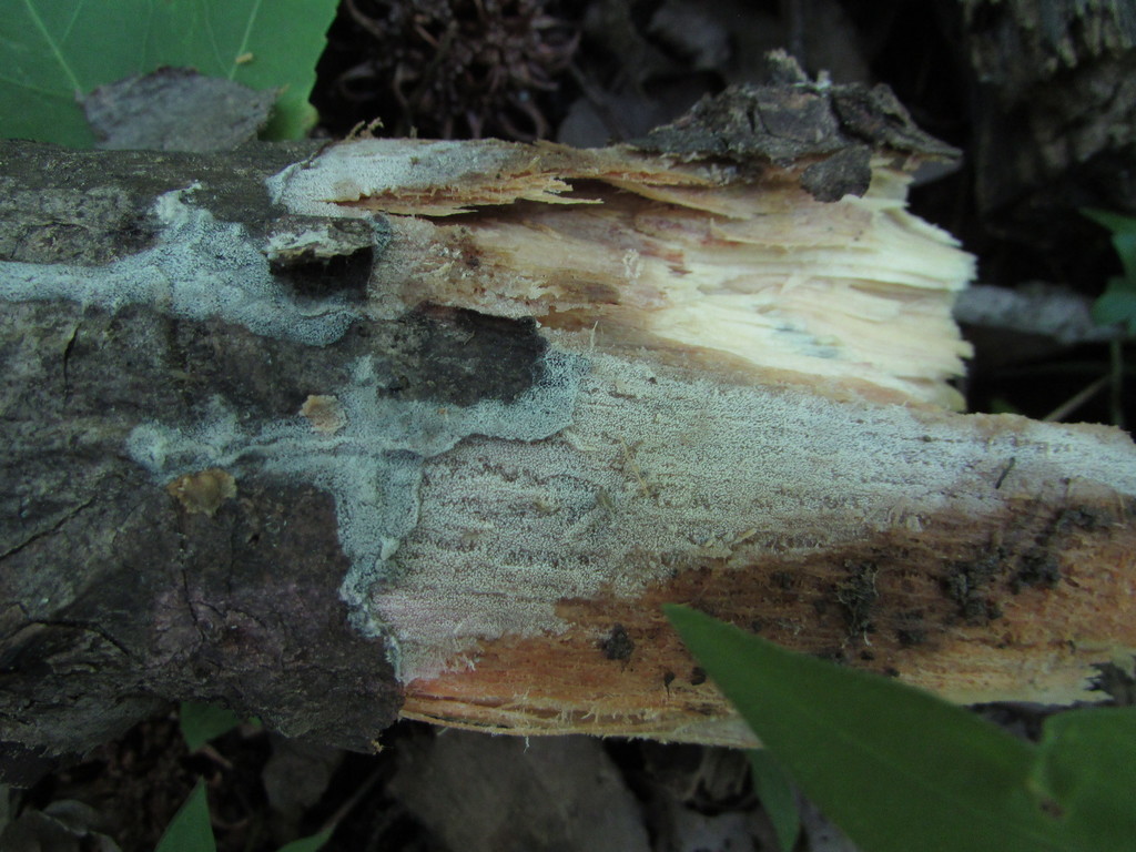 Scopuloides hydnoides
