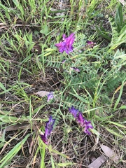Vicia eriocarpa