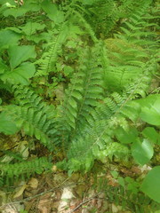 Polystichum braunii image
