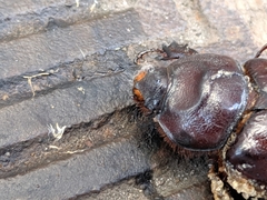 Oryctes nasicornis