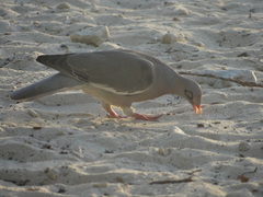 Patagioenas corensis