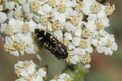 Acmaeodera connexa