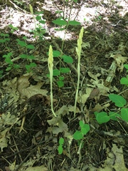 Cephalanthera austiniae